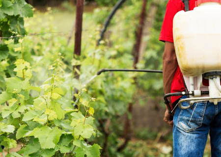 The Best Pesticide and Fungicide for Plants: What Actually Works (And What Doesn't)