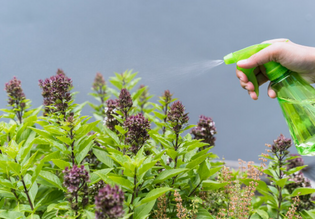 Organic Pesticide for Plants That Preserves Growth and Yield