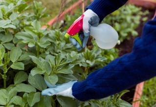 Organic Fruit Tree Pesticide That Shields Harvest Without Physiological Stress