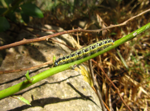 What Makes the Best Organic Pesticide for Caterpillars