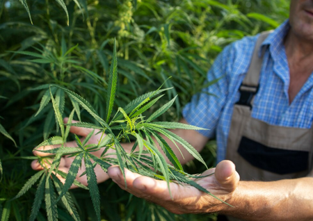 OMRI Listed Organic Pesticides for Cannabis That Preserve Plant Function