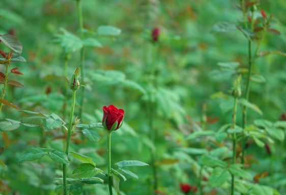Controlling Pests on Rose Plants Without Damaging Blooms or Foliage