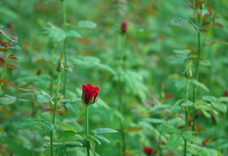 Controlling Pests on Rose Plants Without Damaging Blooms or Foliage