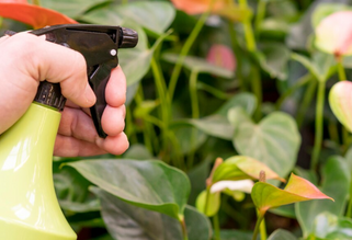 Insecticide for Indoor Plants: What Works, What Doesn't, and Why It Matters