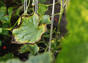 Cal-Mag for Plants: Why Calcium and Magnesium Define Your Season
