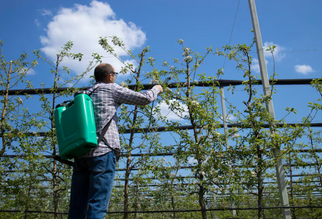 Why the Best Fungicide for Plants Also Needs a Clean Water Source