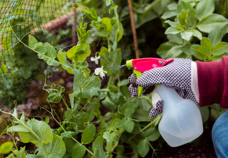 Pest Control for Plants: Why the Formula You Choose Changes Everything