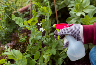 Organic Insecticide for the Garden: What to Use, When to Use It, and Why It Matters
