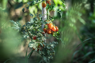 Tomato Plant Pests and Fungal Disease: A Complete Organic Management Guide