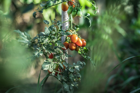 Tomato Plant Pests and Fungal Disease: A Complete Organic Management Guide
