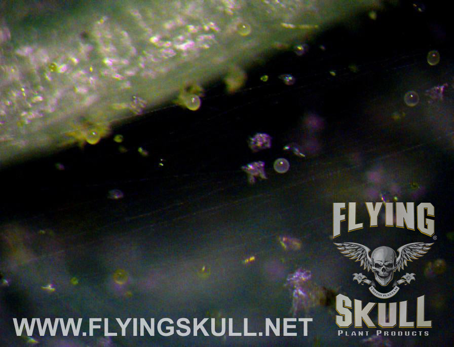 Leaf Spider Mites