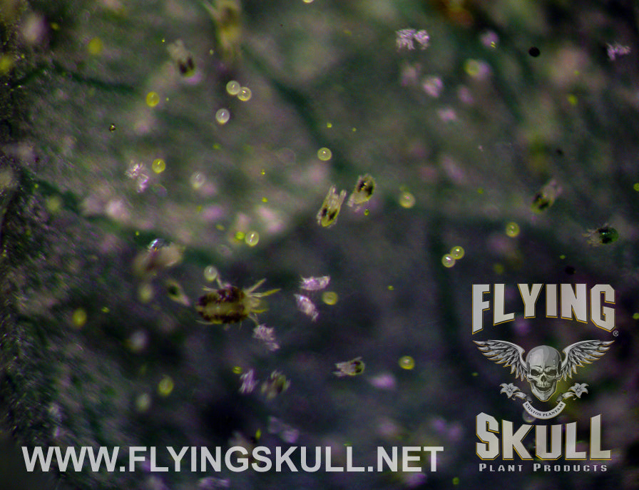 Leaf Spider Mites