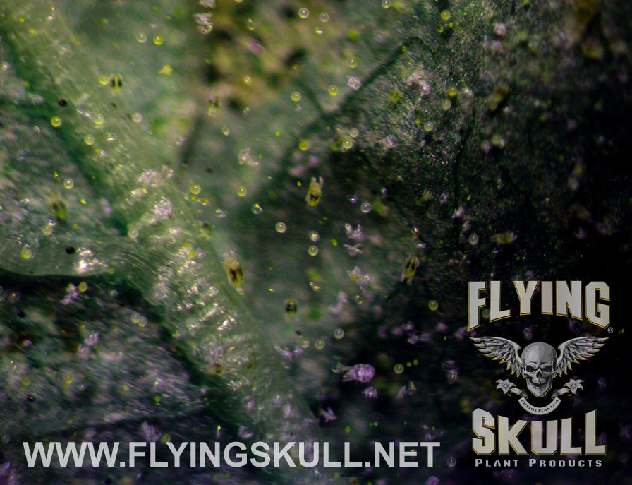 Leaf Spider Mites