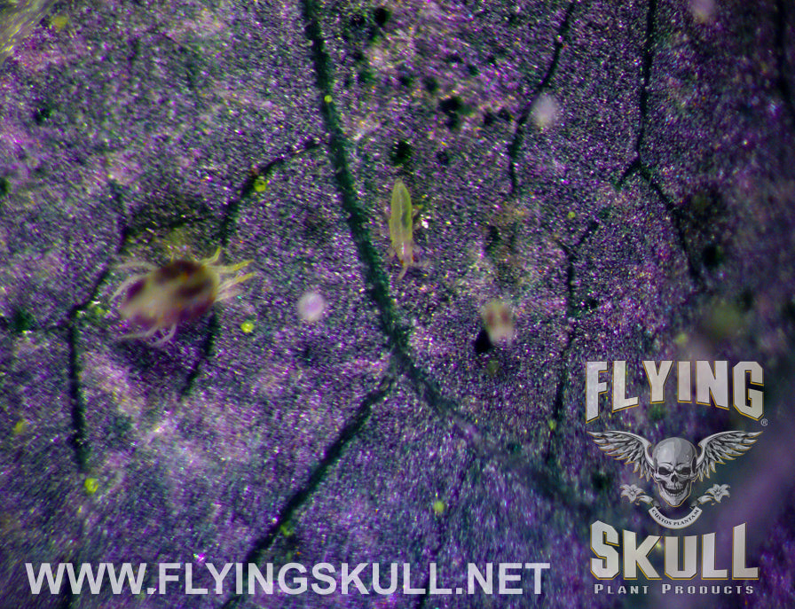 Leaf Spider Mites