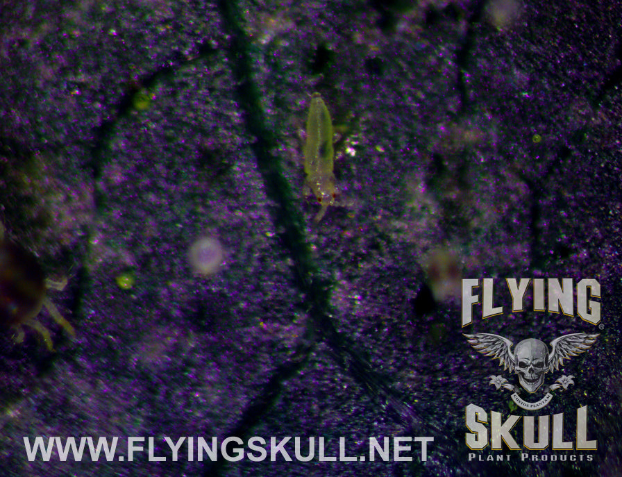 Leaf Spider Mites