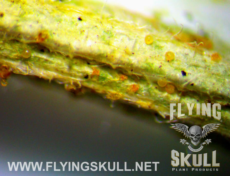 Leaf Spider Mites