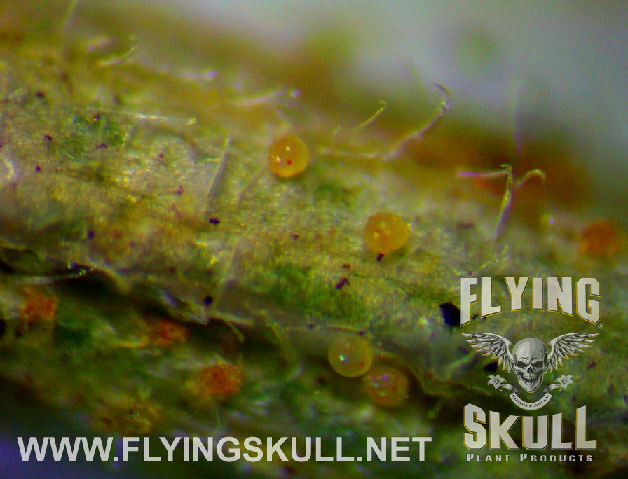 Leaf Spider Mites
