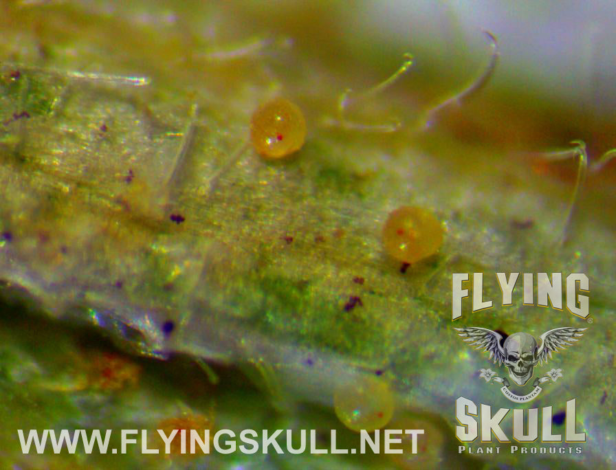 Leaf Spider Mites