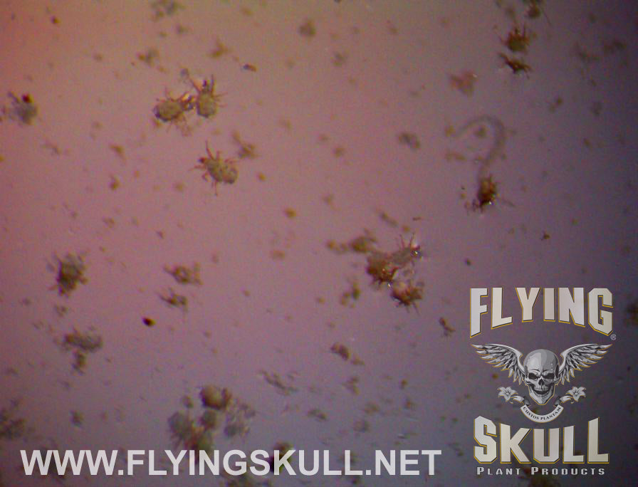 Various Micro Sized Aquatic Life