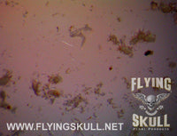 Various Micro Sized Aquatic Life
