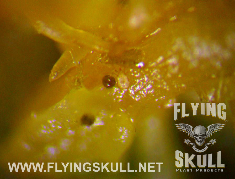 Root Mite