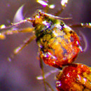 Root Aphid