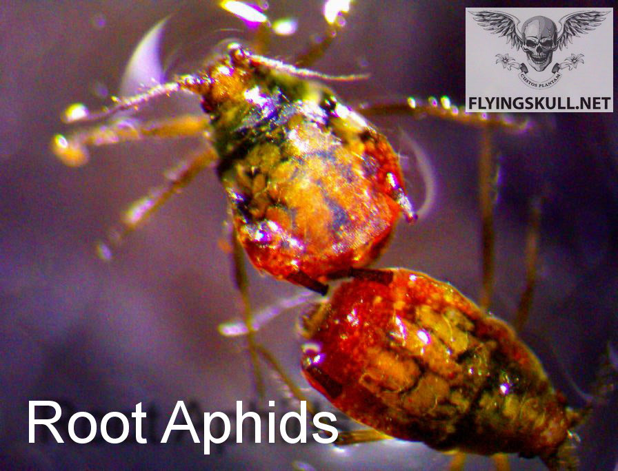 Root Aphid