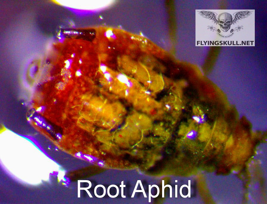 Root Aphid
