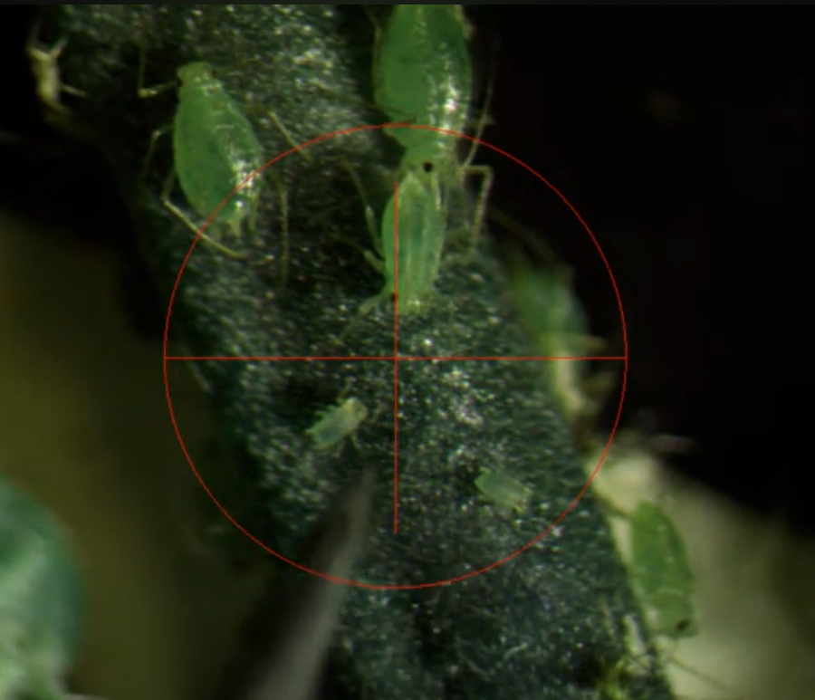 Leaf Aphids