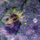 Leaf Spider Mites