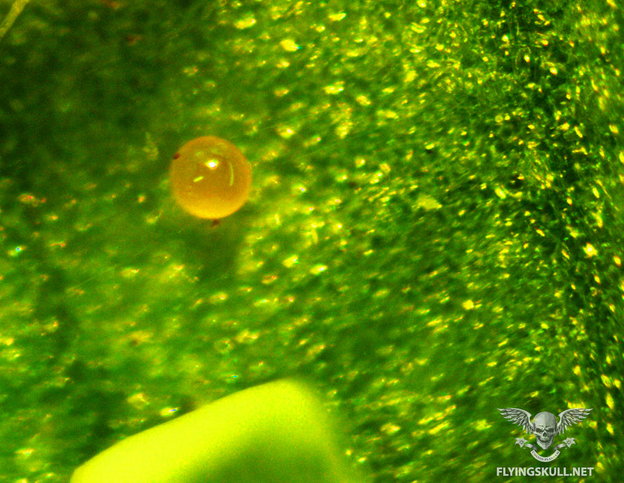 Leaf Spider Mites
