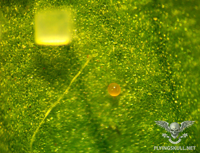Leaf Spider Mites