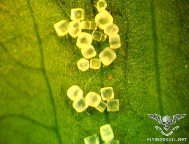 Leaf Spider Mites