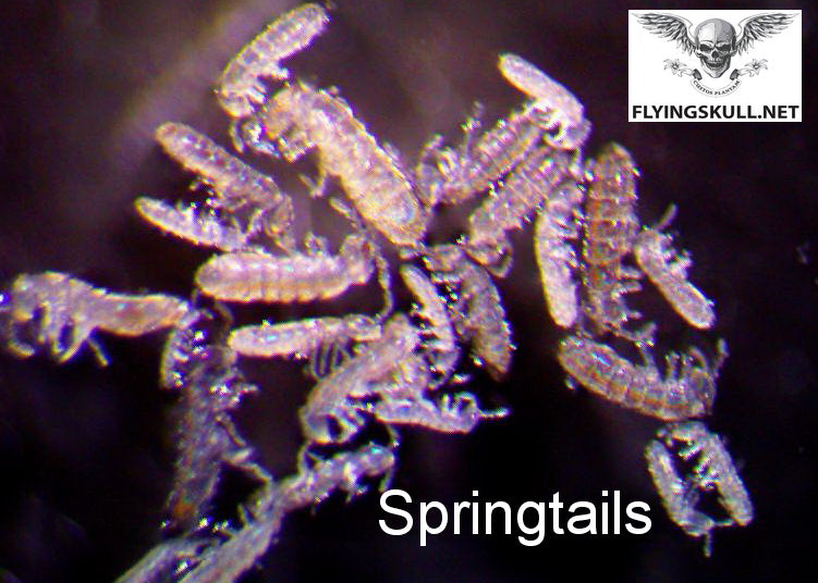 Springtails
