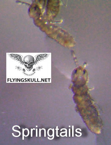 Springtails
