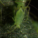 Leaf Aphids