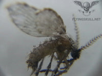 Mothflies