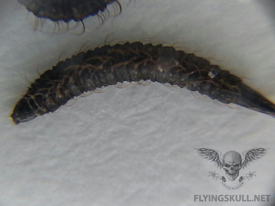 Mothflies