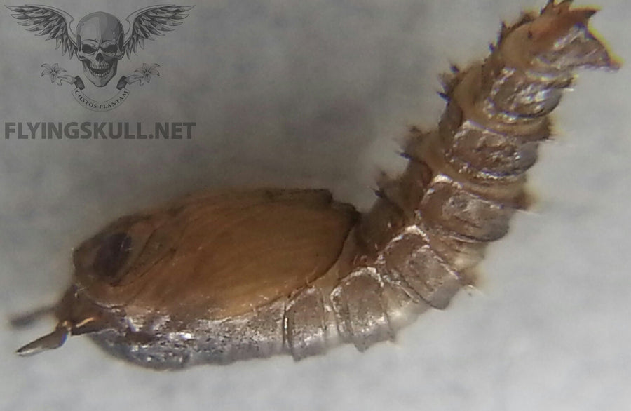 Mothflies