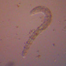 Nematodes