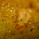 Root Mite
